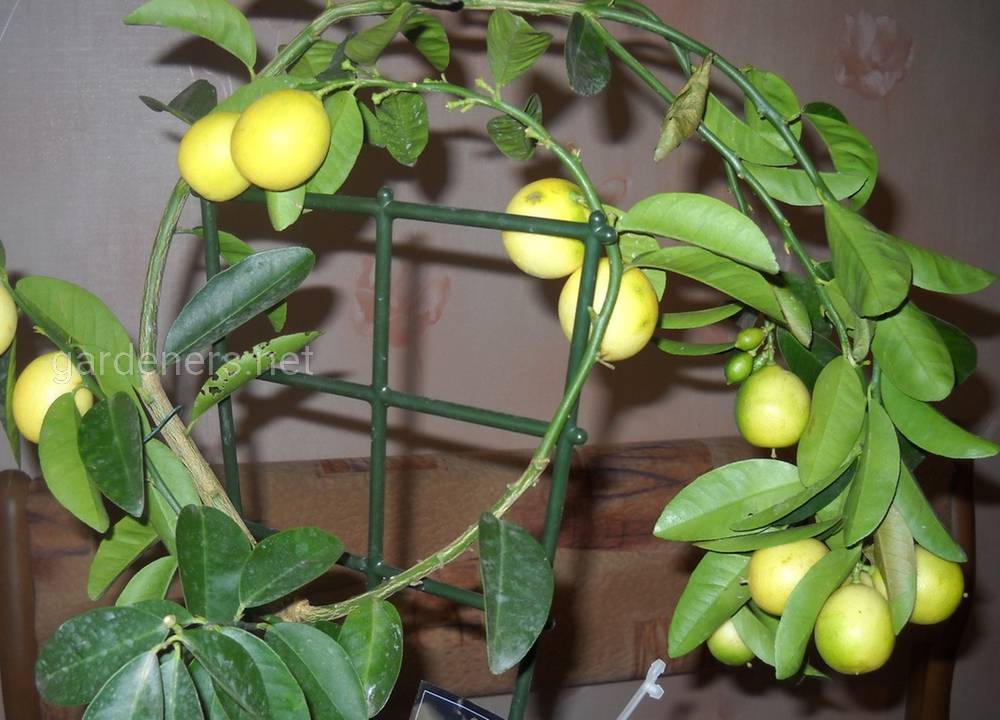 Лимон мейера: уход в домашних условиях и выращивание цитруса