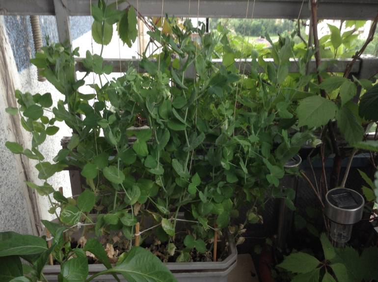 Выращивание гороха в домашних условиях на подоконнике (балконе)