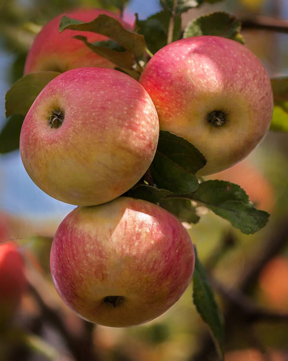 Неприхотливый и стойкий к болезням сорт яблонь коричный новый