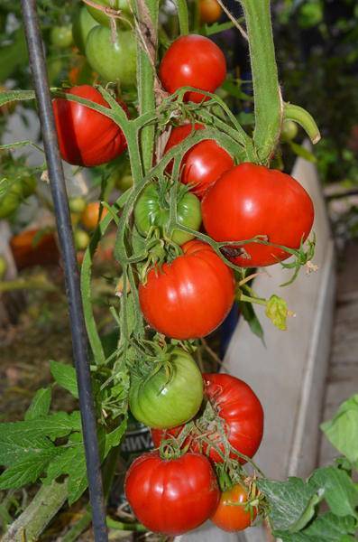 Салатный сорт из популярной селекции мязиной — томат сердцеед: полное описание помидоров и их характеристики