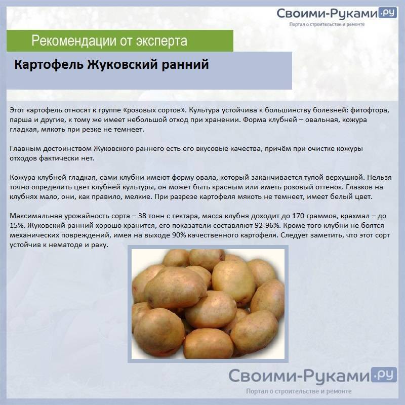 Картофель жуковский: описание сорта с фото и видео