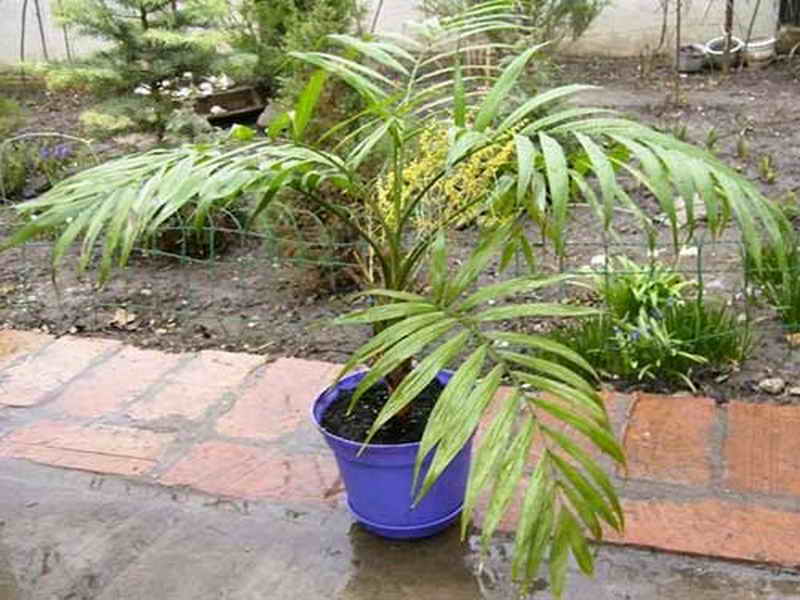 Пальма хамедорея: виды, описание, посадка и уход в домашних условиях