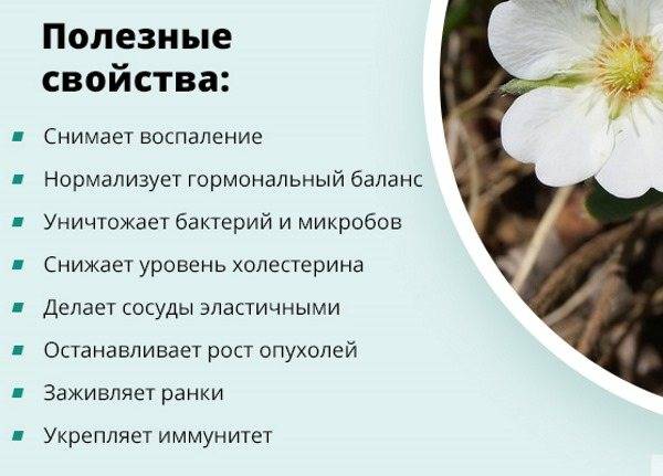 Корень белой лапчатки: применение в народной медицине :: syl.ru