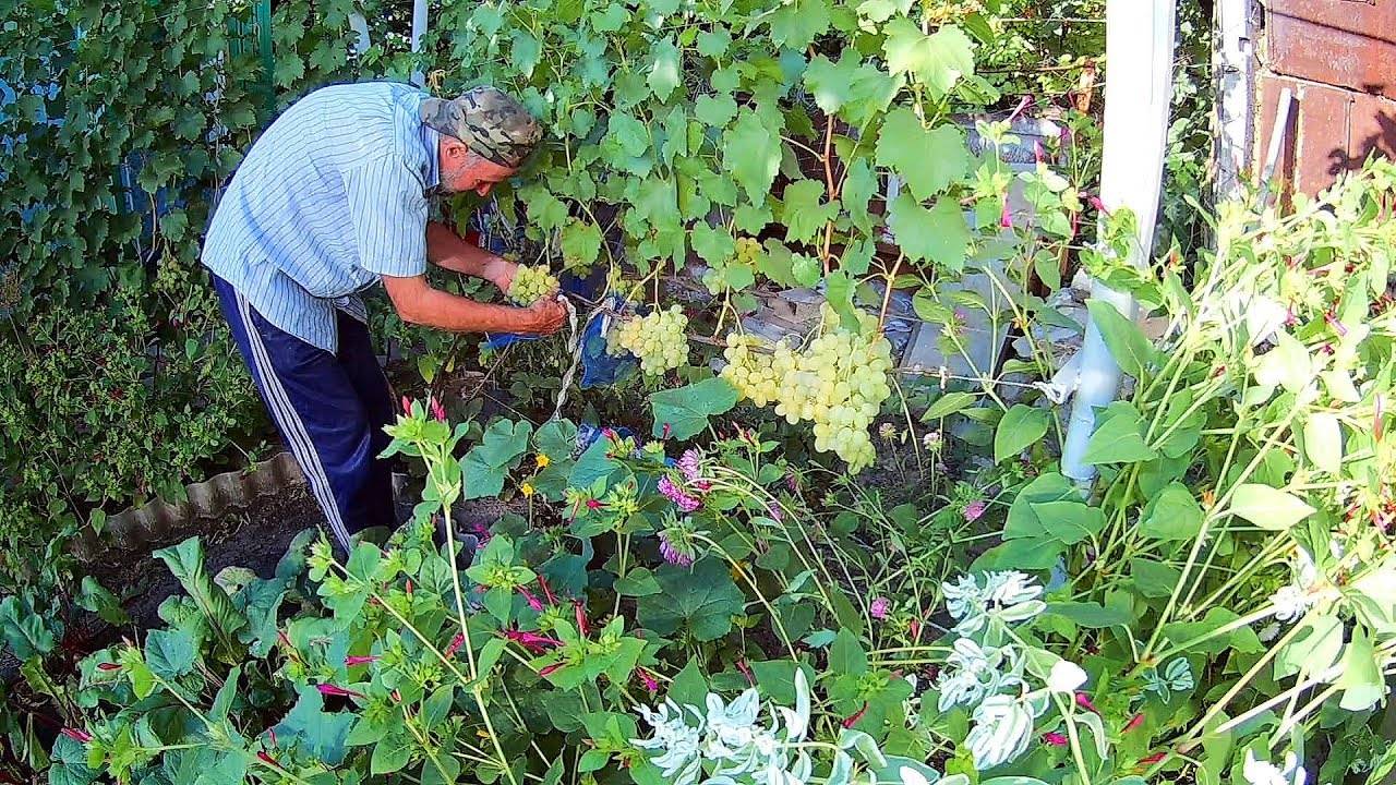 Как защитить виноград от ос во время его созревания: методы борьбы и обработка