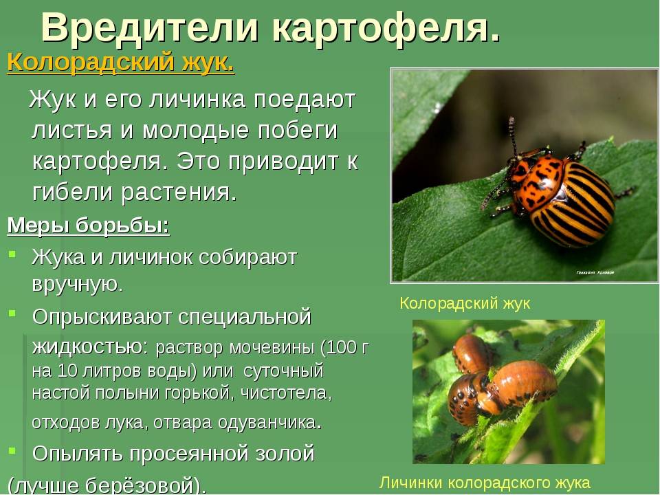 Естественные враги колорадского жука в природе: кто ест вредителя картофеля