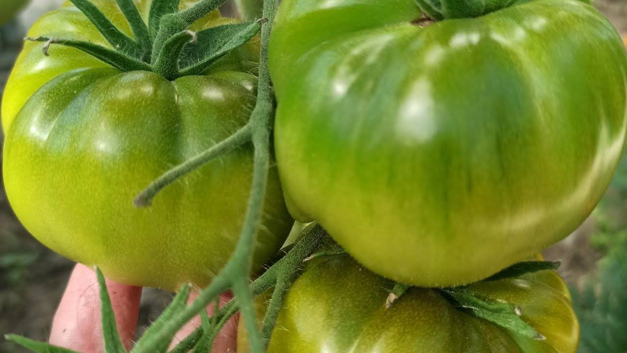 Лучшие сорта зеленоплодных томатов 2021, по мнению наших читателей