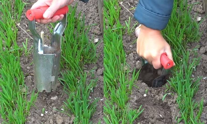 Хотите знать, как вырастить крупный чеснок на своем огороде — следуйте полезным советам от опытных дачников
