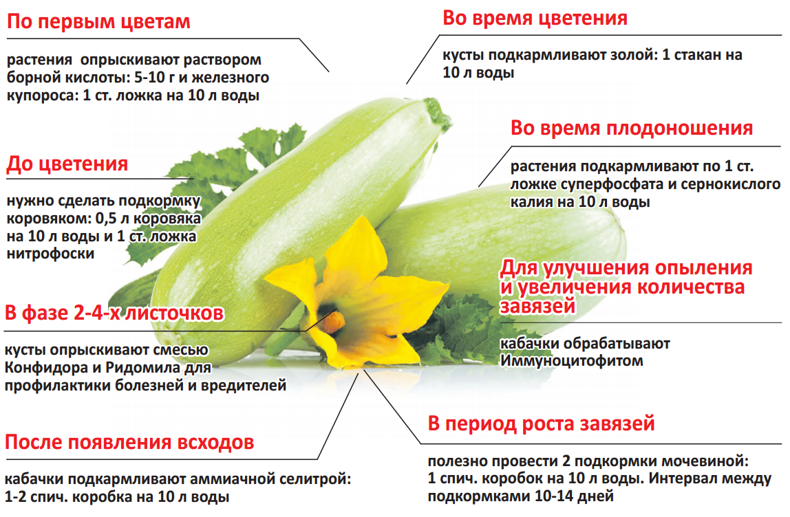 Чем подкормить тыкву в открытом грунте во время цветения и плодоношения, если она плохо растет