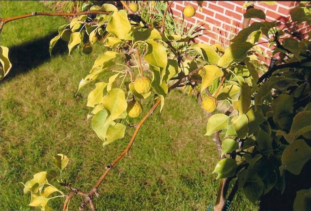 Почему желтеют листья на отдельной ветке яблони? / асиенда.ру
