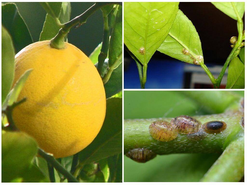Какими способами избавиться от щитовки на лимоне, меры борьбы и лучшие средства для обработки
