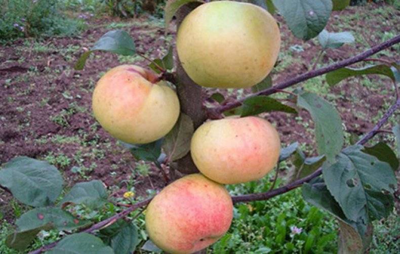 Главные особенности посадки и ухода за яблоней сорта имрус