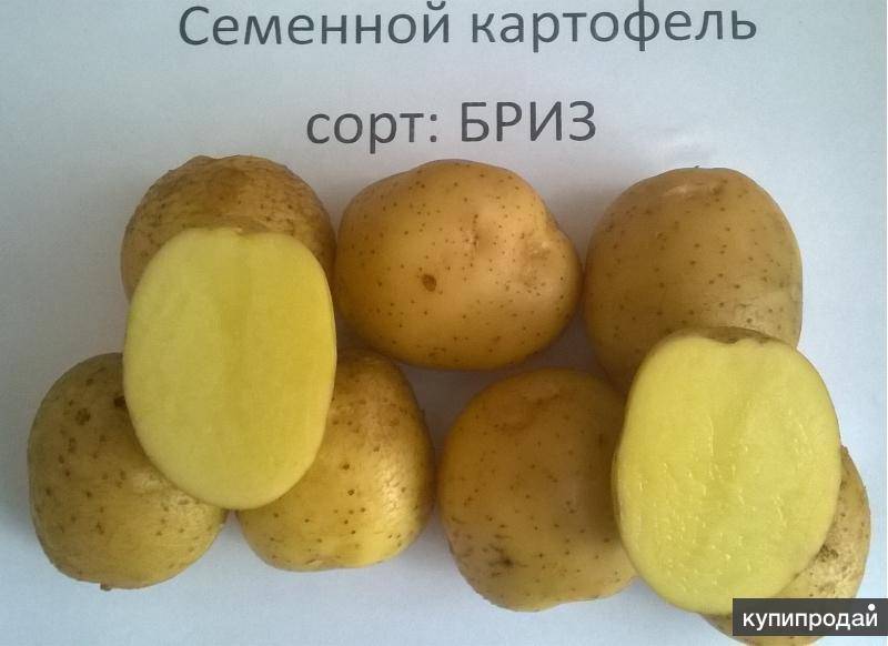 Картофель бриз: характеристика и описание сорта, фото картошки, отзывы о её преимуществах и недостатках