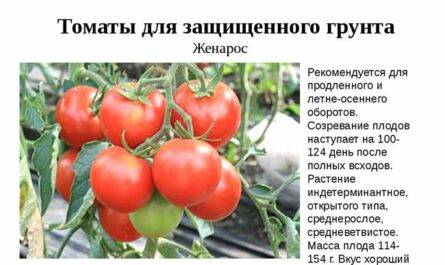Сорт томатов «монастырская трапеза»писание: характеристика, урожайность, отзывы и фото.