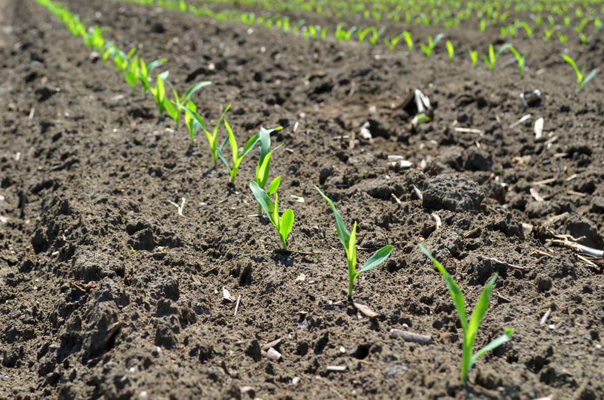 Кукуруза — царица полей на даче. выращивание, посадка и уход в открытом грунте — ботаничка