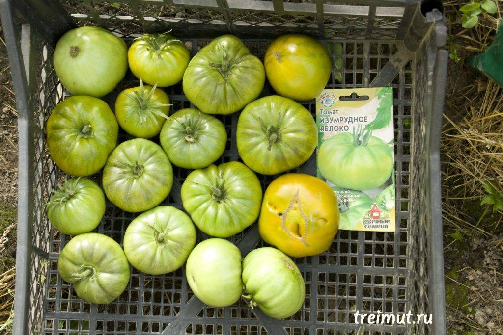 Среднеранний сорт с красивой окраской — томат изумрудное яблоко: описание помидоров и их характеристики