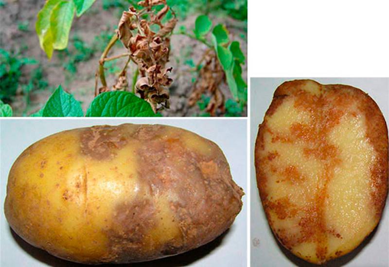 Парша на картофеле
