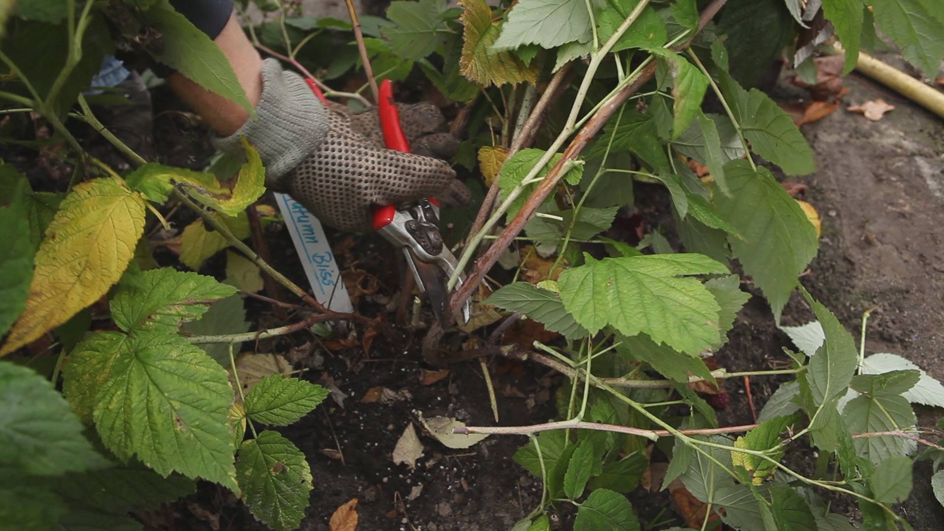 Пересадка садовой малины на новое место: сроки, пошаговая инструкция