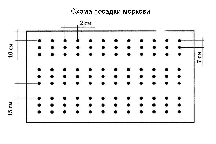 Схема посадки моркови в открытый грунт