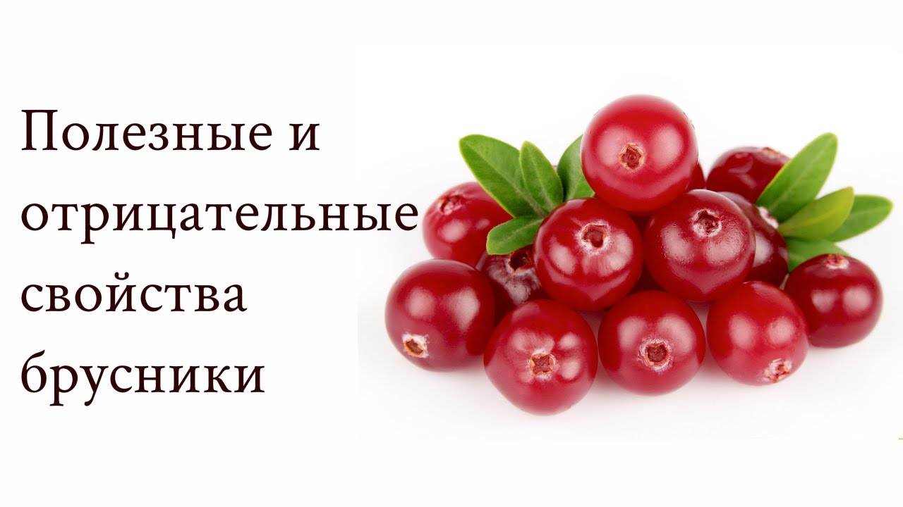 Ягоды полезные свойства и противопоказания. Брусника ягода полезные. Брусника полезные свойства. Брусника противопоказания. Брусника ягода полезные свойства.