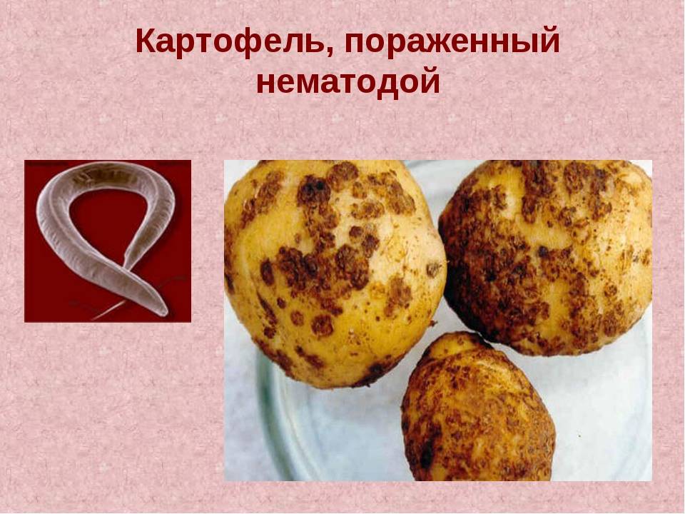 Болезни картофеля: осматриваем клубни, определяем проблему и лечим, все проблемы с фото