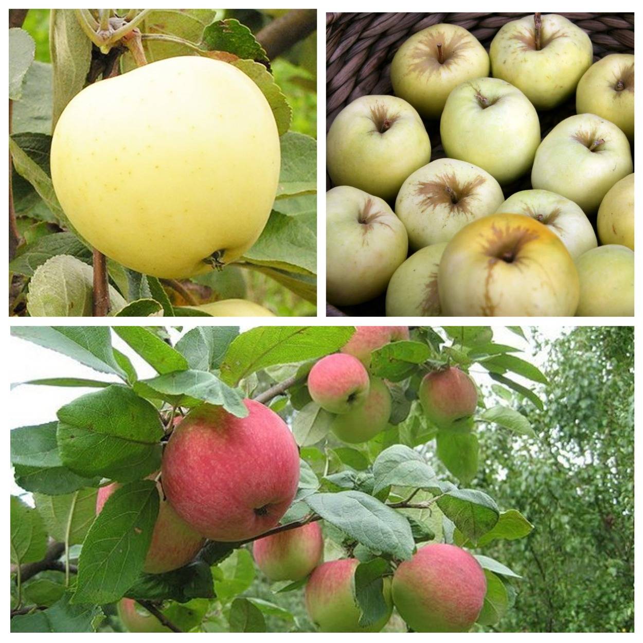 Яблоня зеленка сочная: особенности сорта и ухода