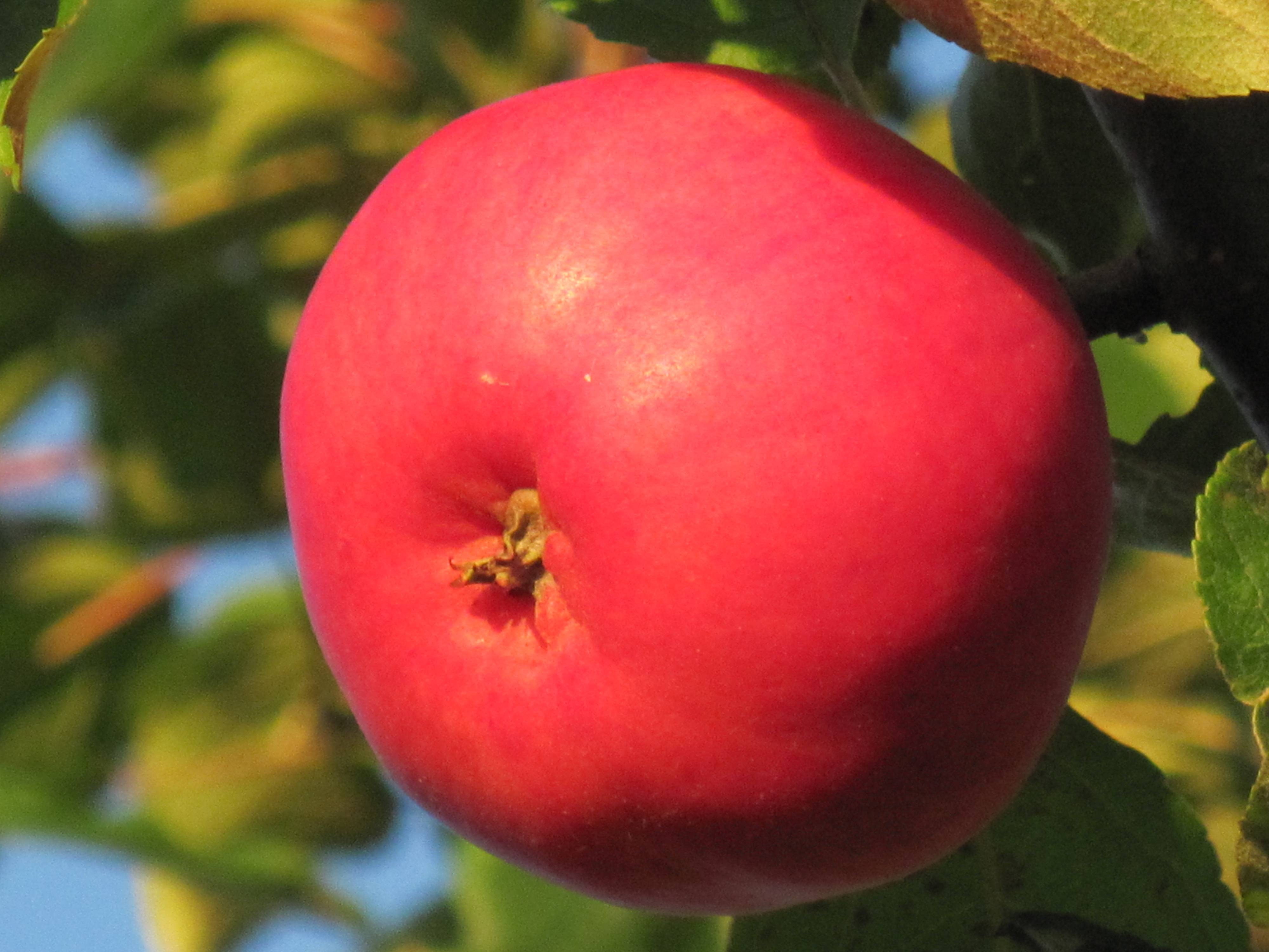 Фото яблоня алтайское бархатное