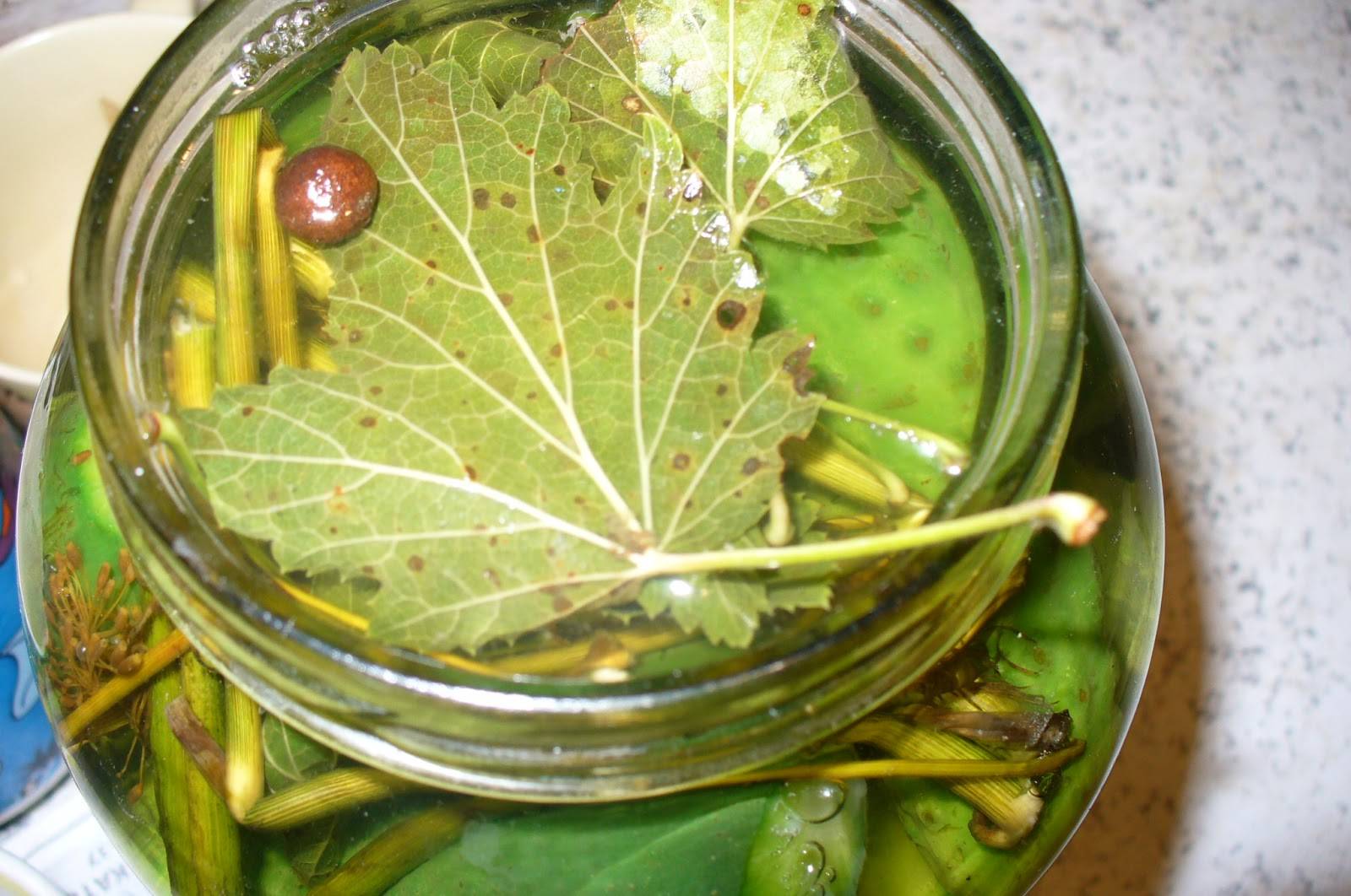 Как мариновать виноградные листья для долмы?. обсуждение на liveinternet
