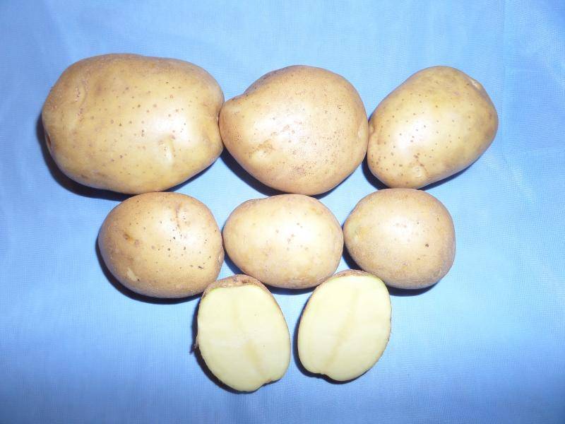 Картофель зекура: описание сорта, фото, характеристика, отзывы