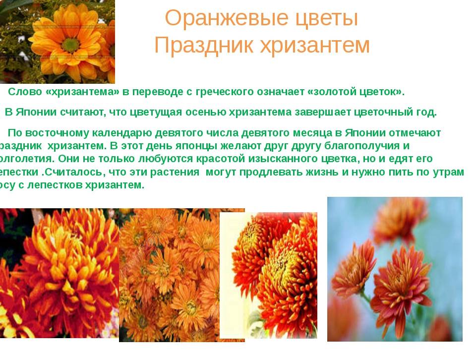 Хризантемы: посадка и уход в открытом грунте, сорта и болезни | клуб цветоводов