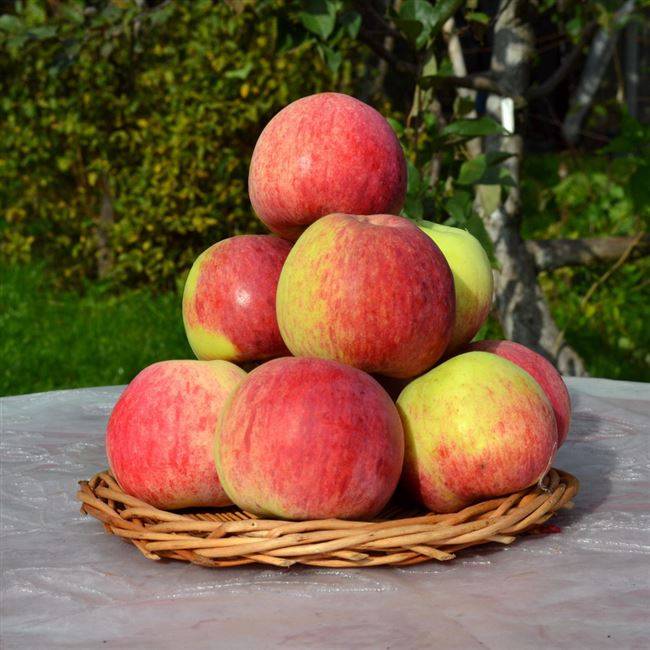 Лучшие сорта самоплодных яблонь