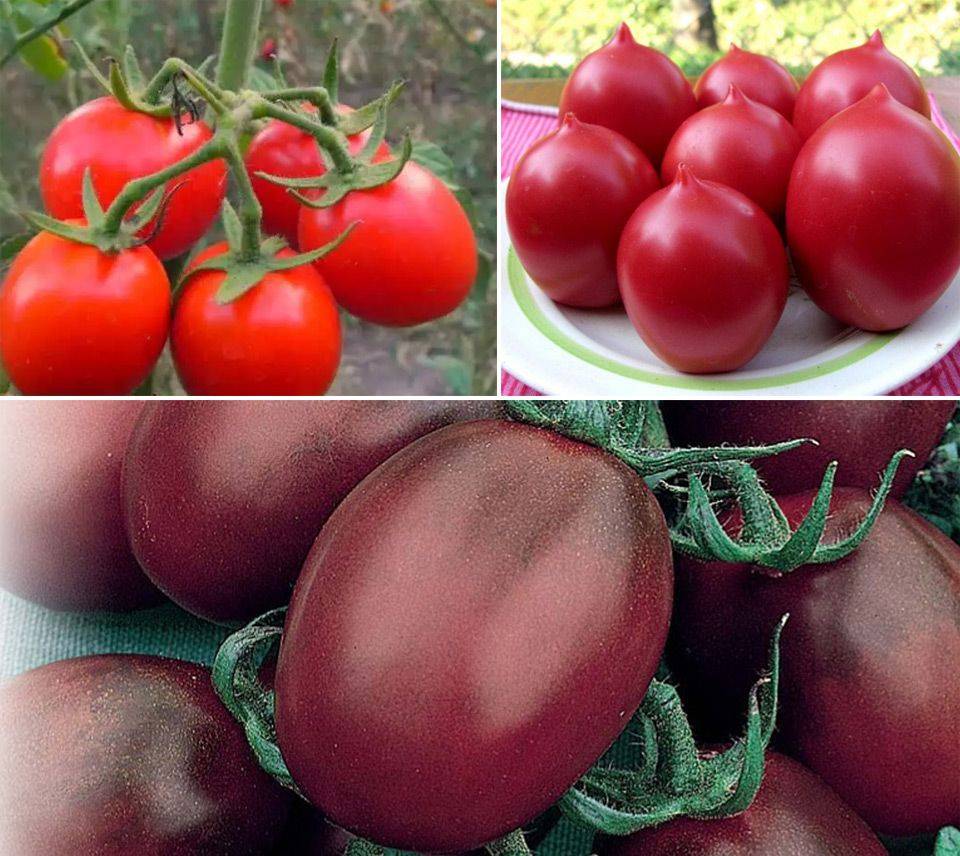 Лучшие урожайные сорта томатов для подмосковья для теплиц и открытого грунта