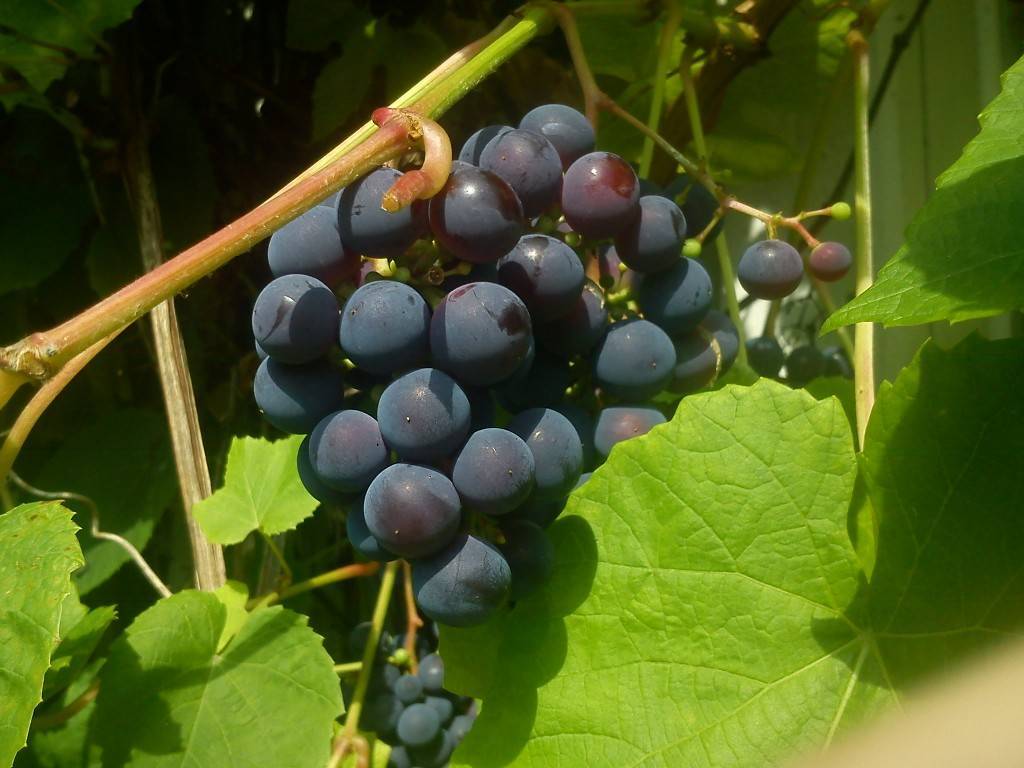 Сорт винограда «зилга»: описание, фото, селекция, особенности посадки и ухода