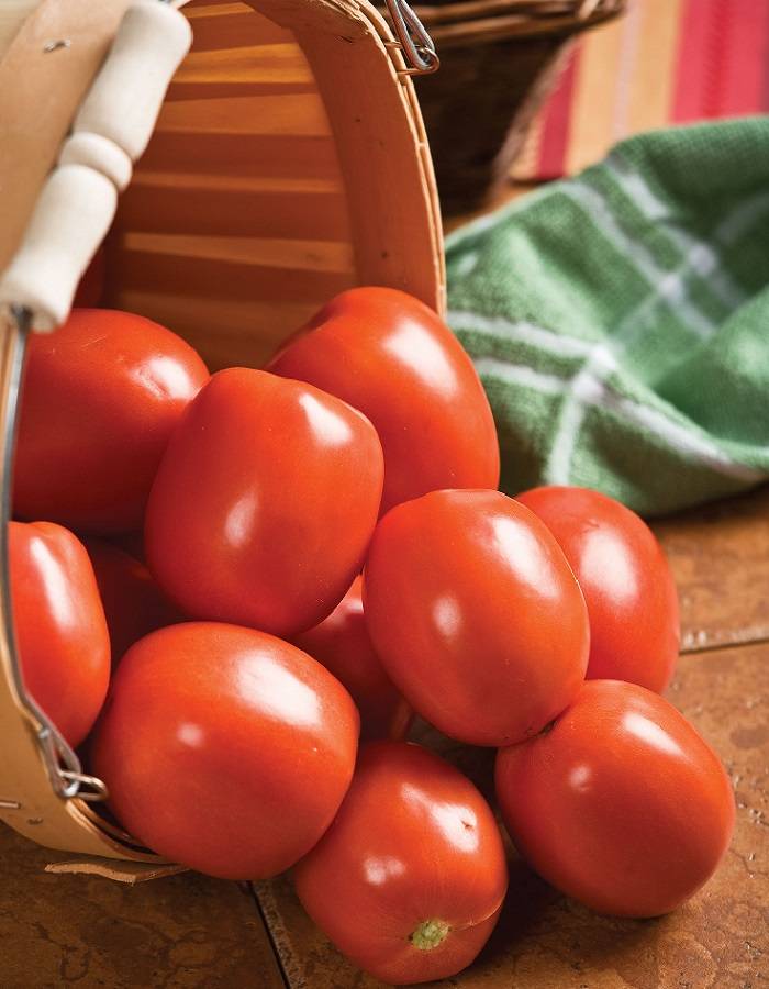 Описание высокоурожайной новинки из голландии — сорт томата «торбей»