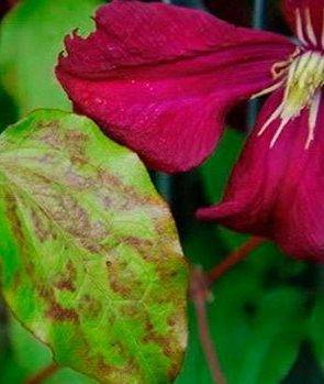 Несколько хитростей для обильного цветения клематисов
