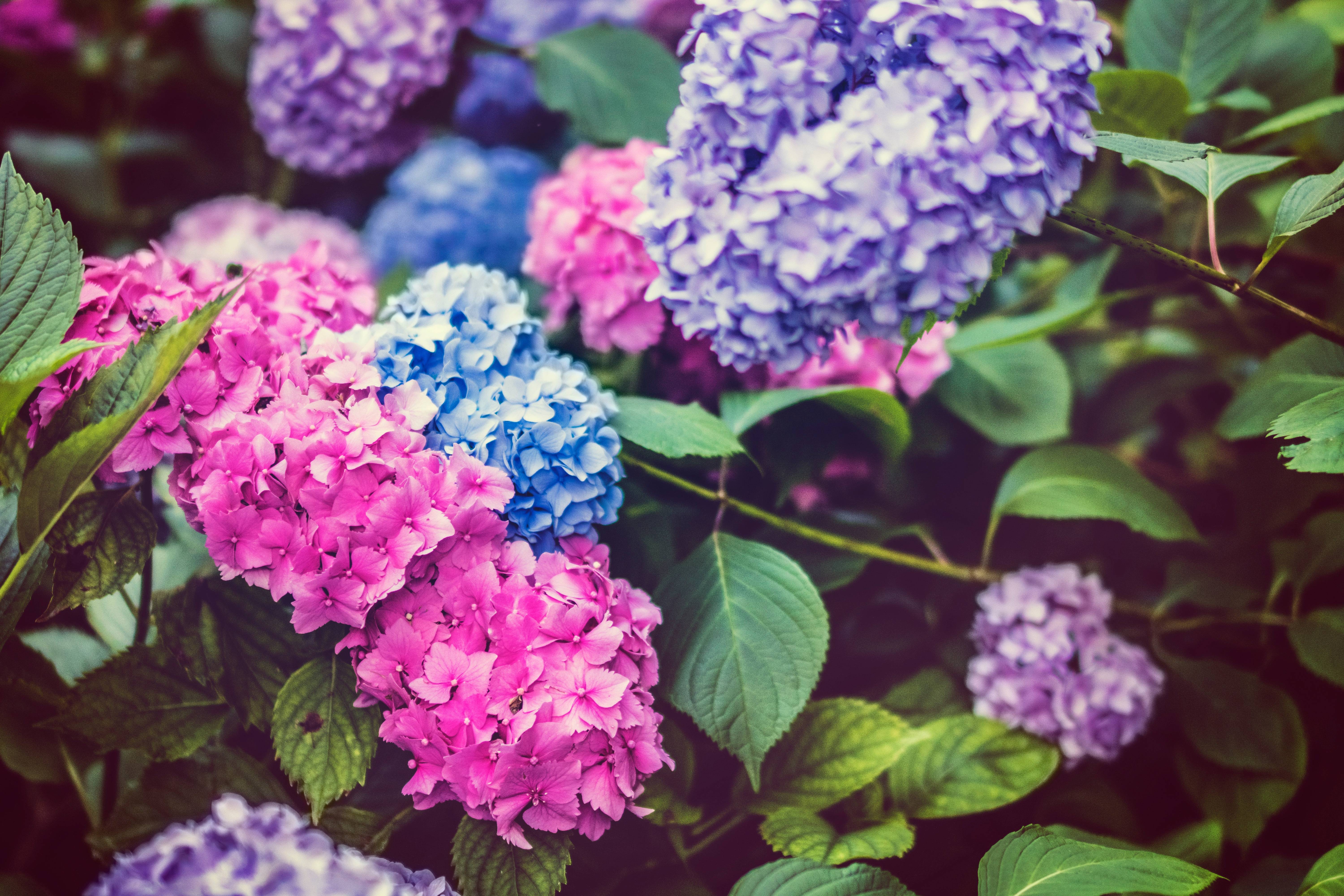 Чем полить гортензию, чтобы она изменила цвет на синий или розовый: все средства