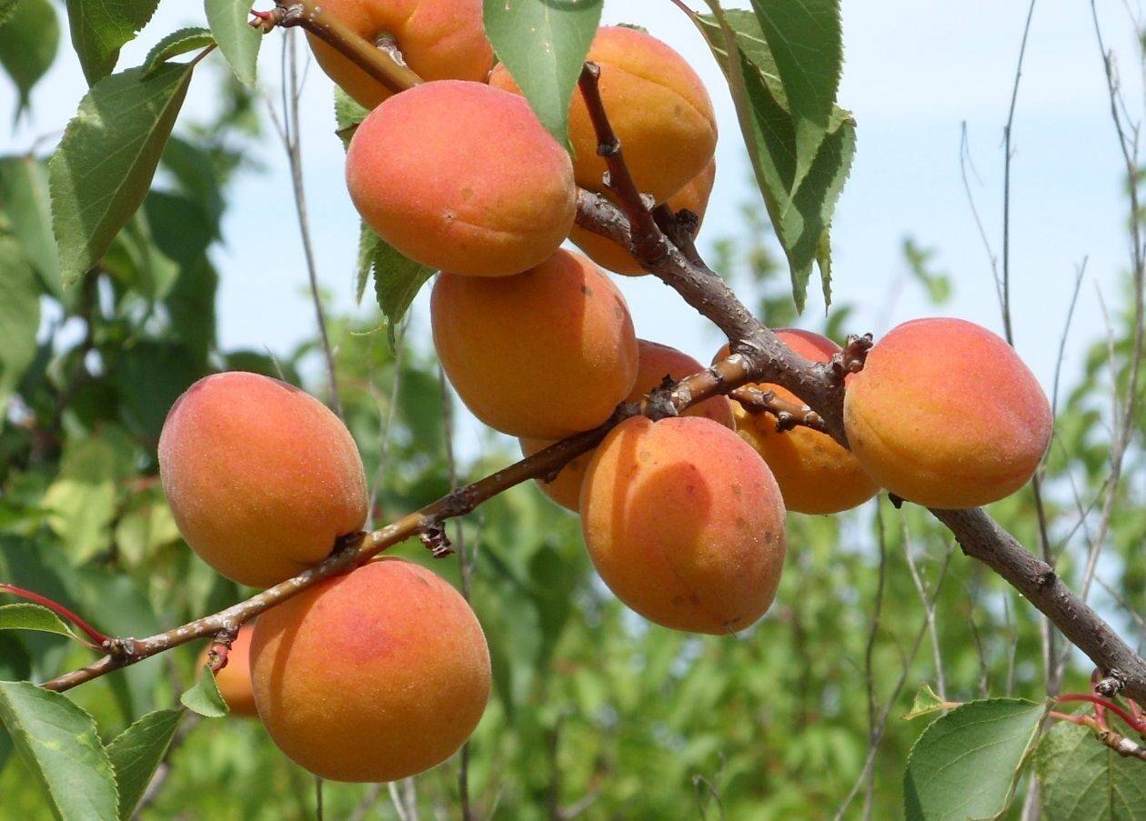 Описание сорта абрикосов лель и уход за деревьями
