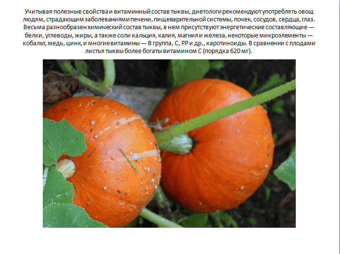 Особенности выращивания тыквы : выбор сорта, подготовка семян