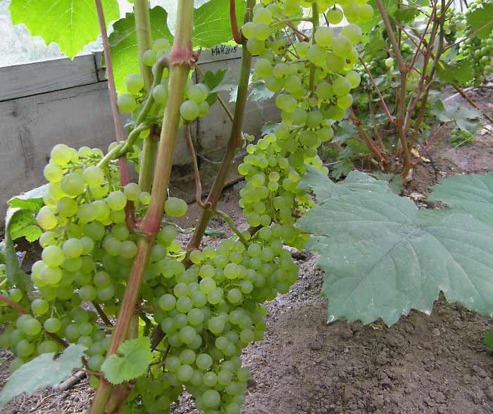 ✅ о винограде коринка русская: описание и характеристики сорта, посадка и уход