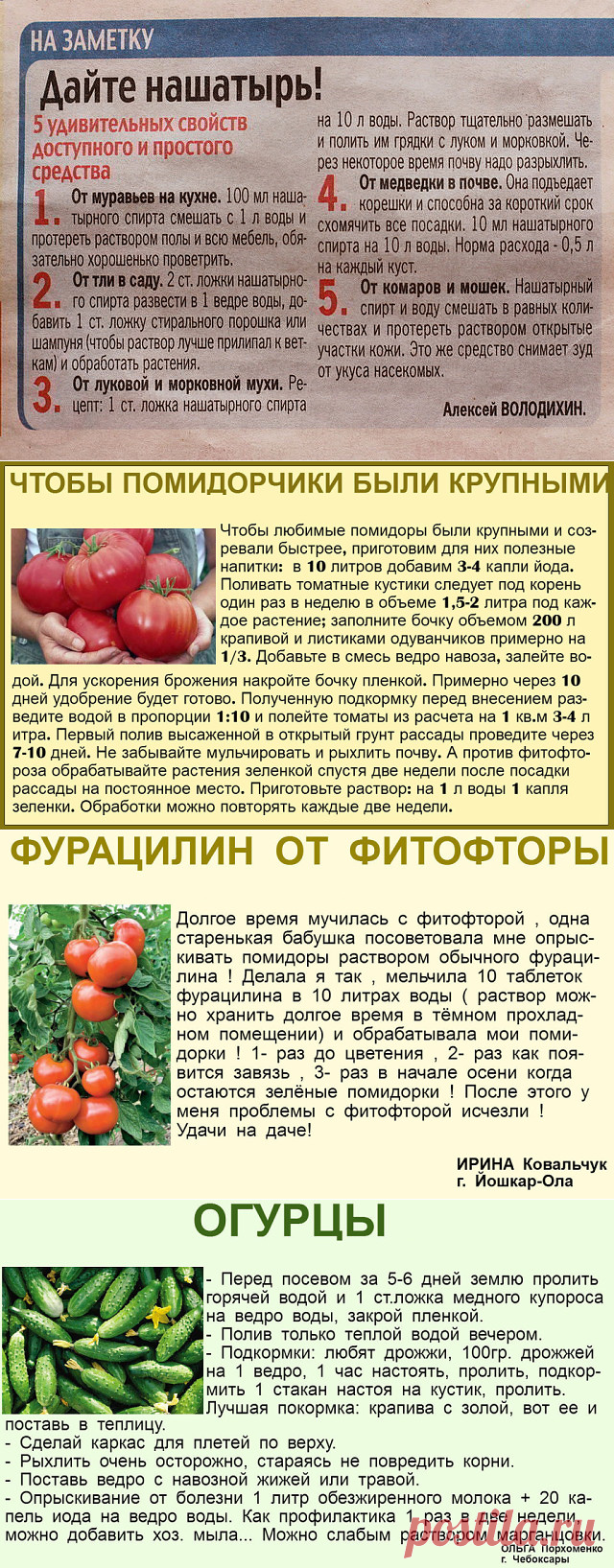 Йод для помидоров в теплице – дозировки, рецепты, польза удобрения