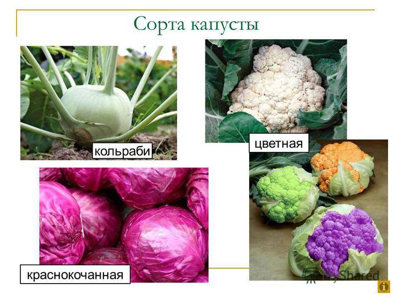 Сорта капусты: фото и названия