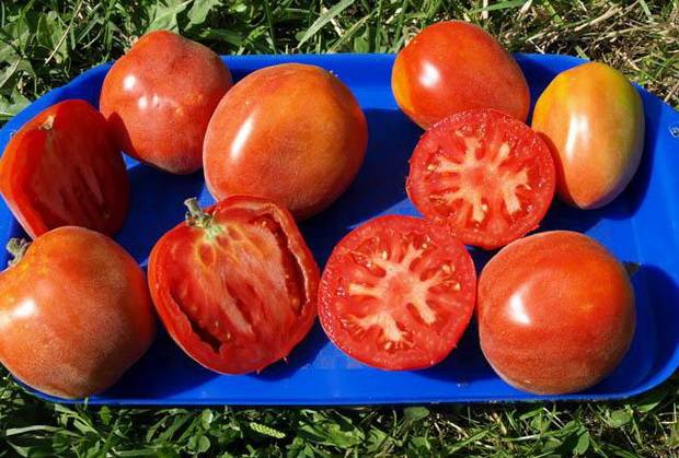 Томат шахерезада: отзывы об урожайности помидоров, характеристика и описание сорта, фото семян