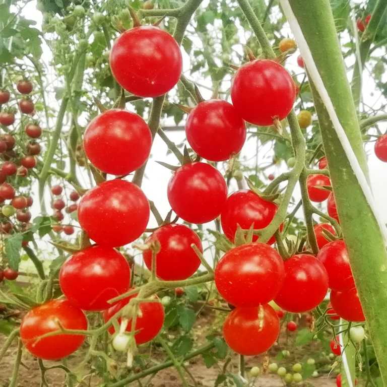 Лучшие низкорослые и другие сорта помидоров черри для открытого грунта