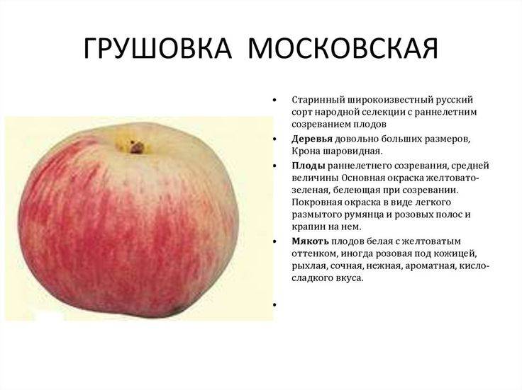 Яблоня московская грушовка: описание, фото, отзывы