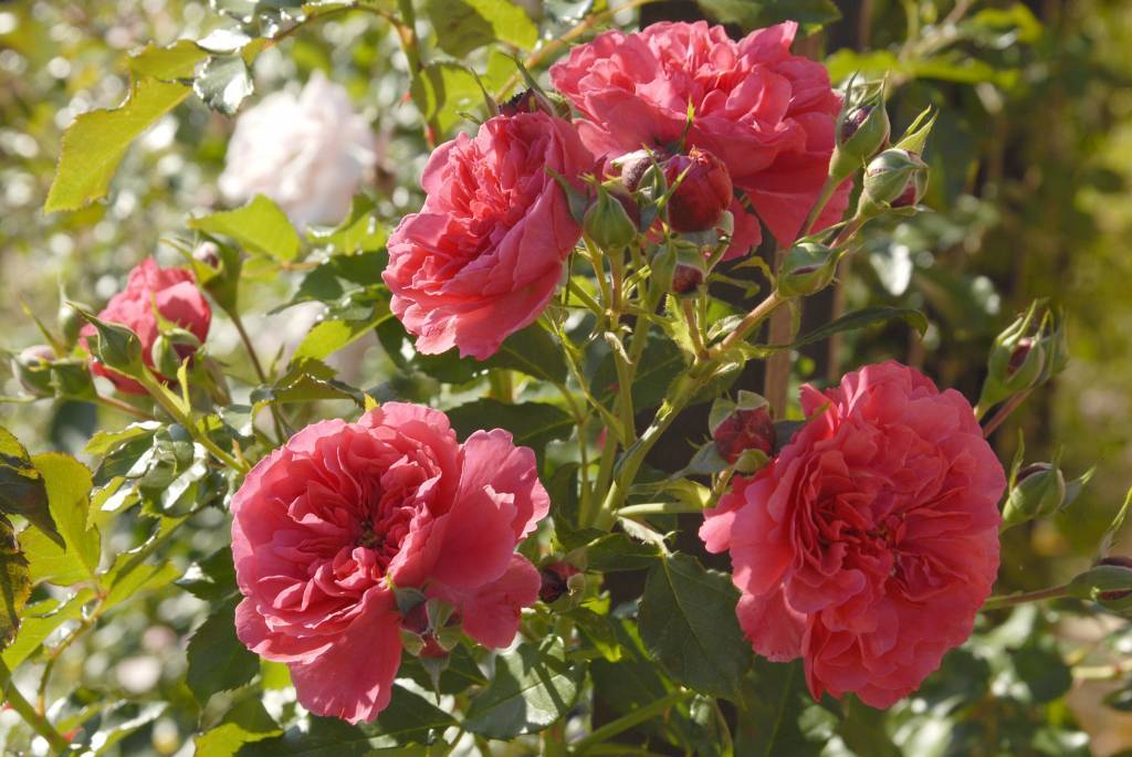 Выращивание и правила ухода за розой сорта розариум ютерсен