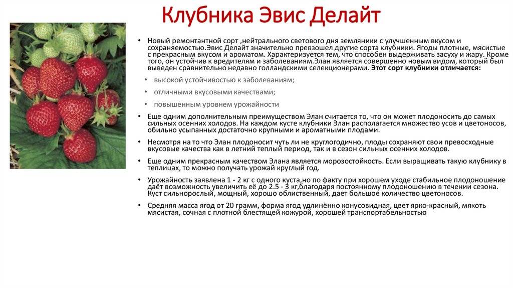 Сорт клубники альба - описание сорта, фото, уход и размножение