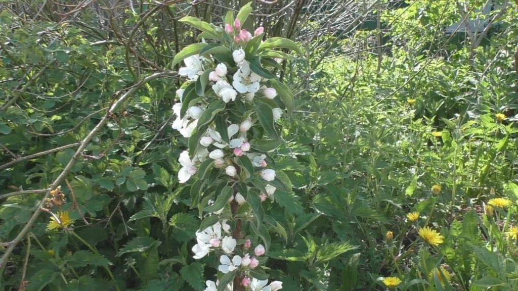 Причины, почему не плодоносит колоновидная яблоня и что делать для получения урожая - всё про сады
