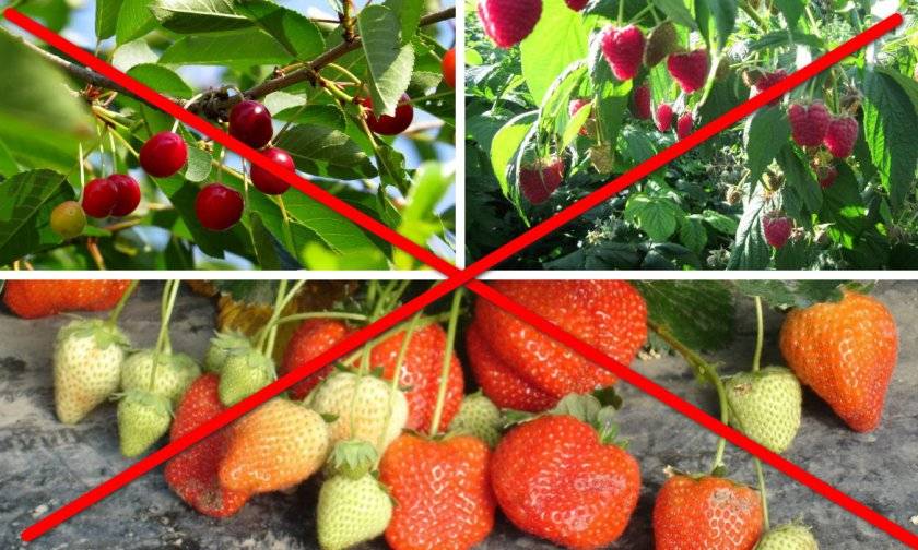 Компаньоны сладкой ягоды: что посадить рядом с клубникой