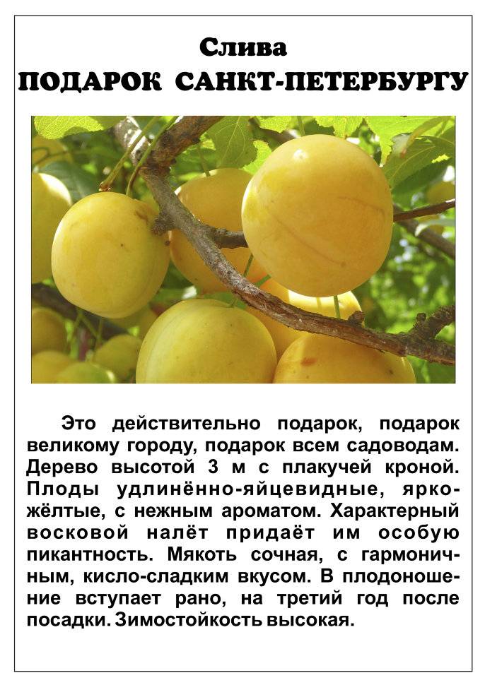 Топ-23 лучших сортов алычы: описание и фото | +отзывы