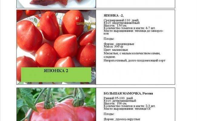 Томат розанна f1: характеристика и описание гибридного сорта с фото