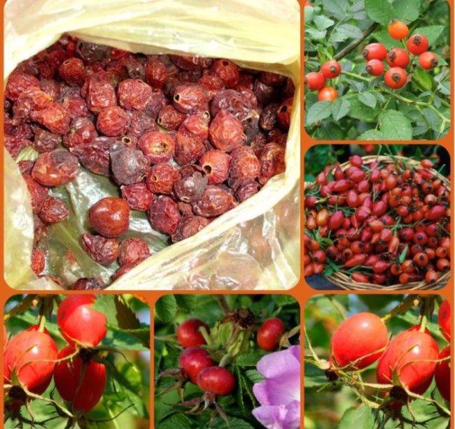 Барбарис: когда собирать ягоды, полезные свойства и противопоказания